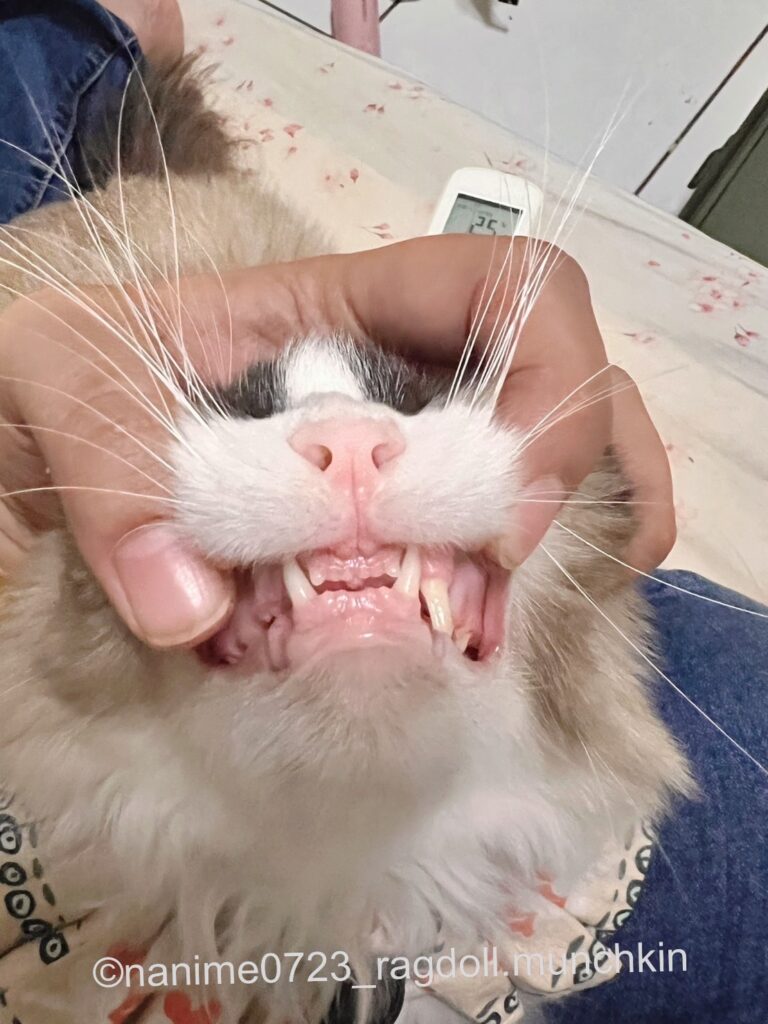 貓咪拔牙